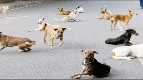 Suspected rabid dog bites over 25 people in Tiruchengode