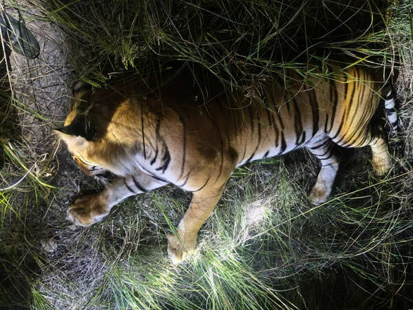 Leopard caged in Bhimtal days after 2 deaths in animal attack