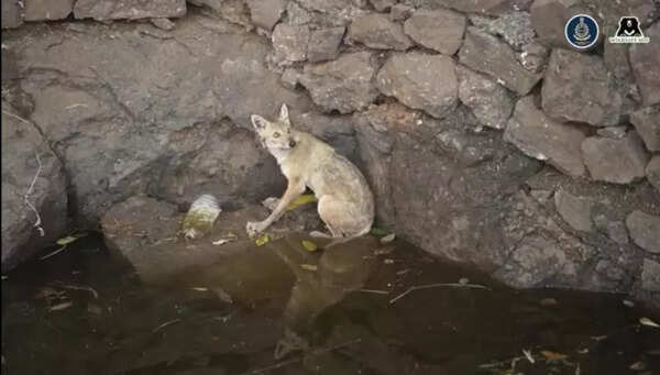 Jackal rescued, but open wells remain danger to wildlife