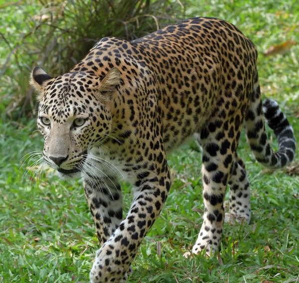 Man, 55, killed in leopard attack; 5th death in 8 days