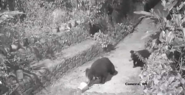 2 bears sighted in house compound at Mullayar near Kumily
