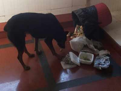 Karnataka: Stray dog wanders into Vidhan Soudha, feasts on biryani