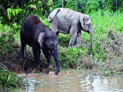 ‘Drop in elephant mortality in state over last four years’