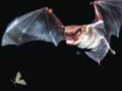 Bat studies help improve planes