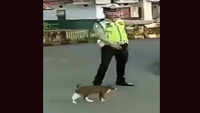 A traffic cop and a cat 