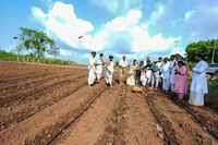 Super napier grass to be planted on 200 acres across Goa to improve soil health