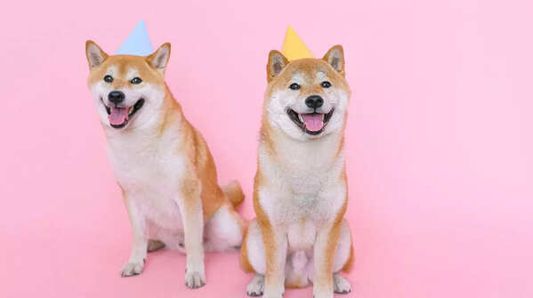 Shiba Inu from Japan