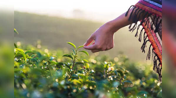 Jadi Booti for Hair Growth: 5 Indian jadi-bootis for unstoppable hair ...