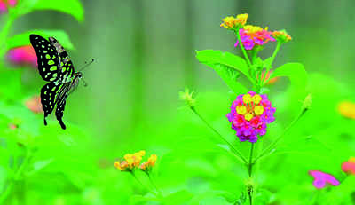 Karnataka: Butterfly park raring to go after fresh sightings