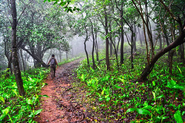 It's raining abundance in the city forest
