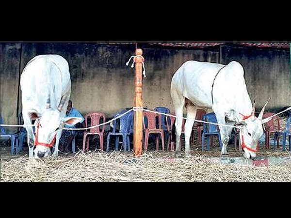 Karnataka man to buy a pair of bullocks for Rs 8 lakh at cattle fair