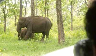 Forests of Karnataka: Calling all jumbo rangers