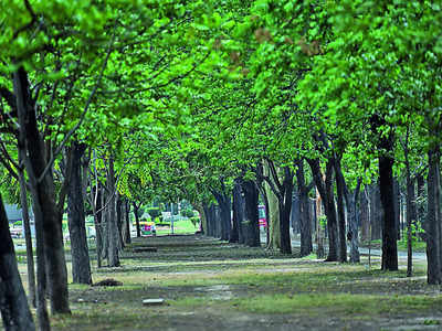 Citizens can now shape Bengaluru’s tree census