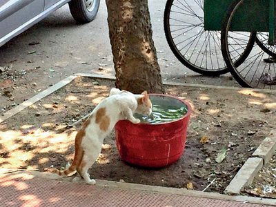 Story behind the photo: Cat that got the water