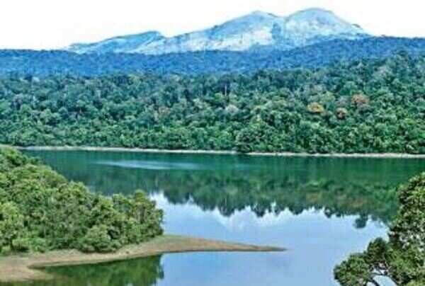 Kerala’s forest cover thickens