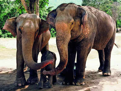 Tusker trouble: Karnataka reels under jumbo loss