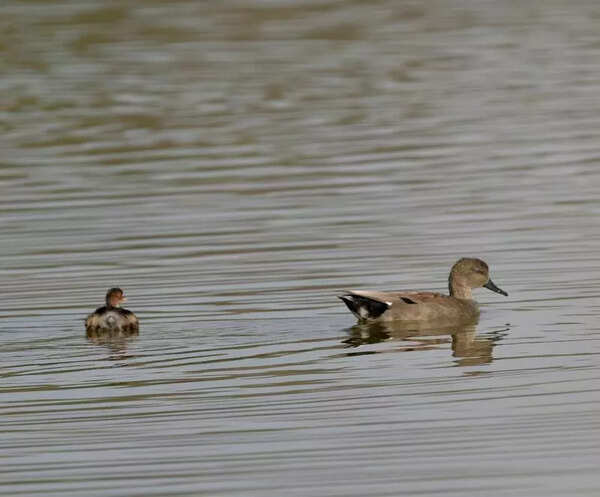Over 3,700 migratory birds recorded in Asian Waterbird Census
