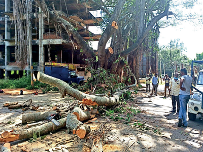 Mysuru: Trees cut to size to make way for double-decker bus