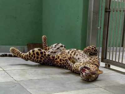 Leopard, jackals are the newest entrant into Byculla zoo