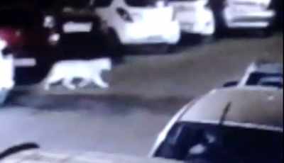 Leopard spotted near residential society in Mulund