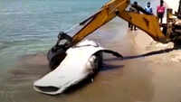 Watch: Whale washed ashore in Tamil Nadu’s Ramanathapuram 