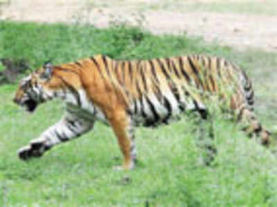 State’s tiger count to reach 350