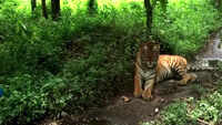 Air coolers, fans installed in Siliguri’s zoo to help inmates beat the heat 