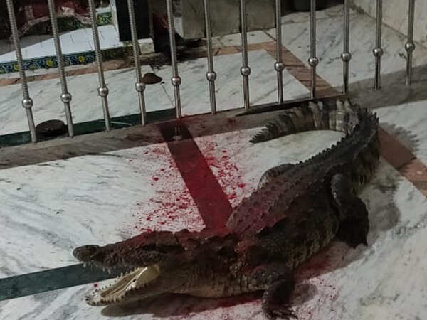 Crocodile sneaks into Khodiyar Mata temple