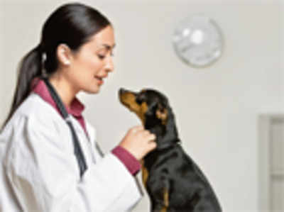 Pet Puja: How to choose the right vet