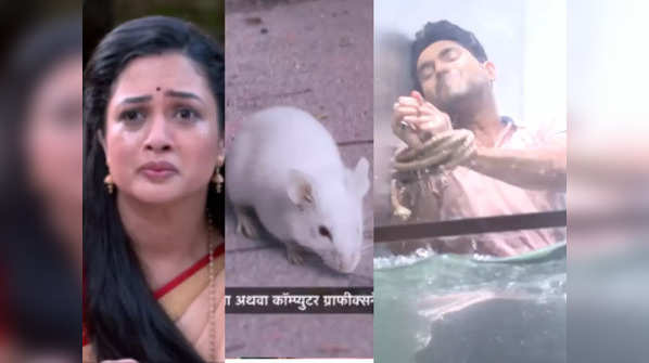 ​From rats guiding Gauri to showing sinking scenes of Jaydeep, times when Sukh Mhanje Nakki Kay Asta got trolled for its bizarre scenes​