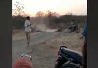 Rajkot: Lion lured out of bushes with bait tied to bike 