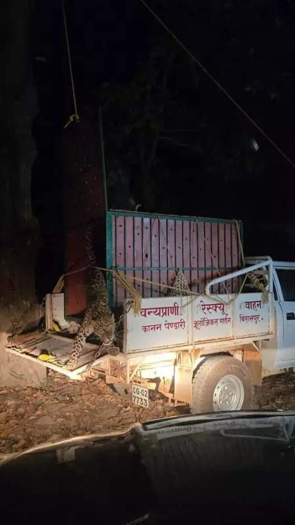 Caught in a trap, freed by dawn: Forest team rescues leopard, arrests poacher