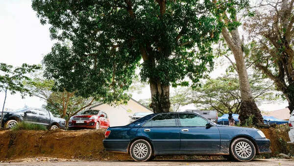 Hidden risks of parking your car under trees you must know