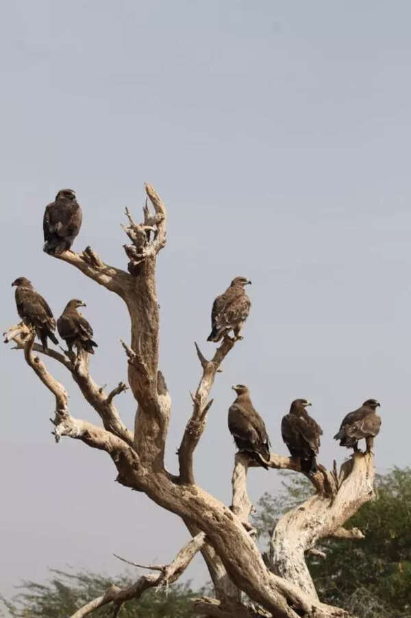 Two bird habitats in Raj in global Steppe Eagle plan