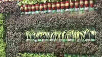 Environmentalist from J&K creates beautiful vertical garden from plastic waste 