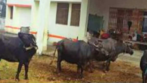 Newly-built govt hospital in Uttar Pradesh turns 'buffalo shelter'