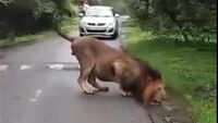 King of the jungle taking a sip of water  