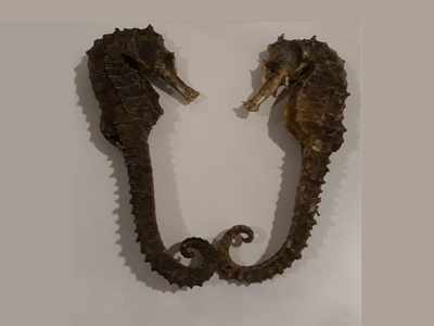 Man arrested with 30 kg dried seahorses