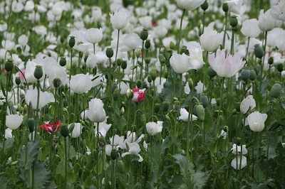 Increase in poppy cultivation in South Kashmir under shadow of unrest and militancy
