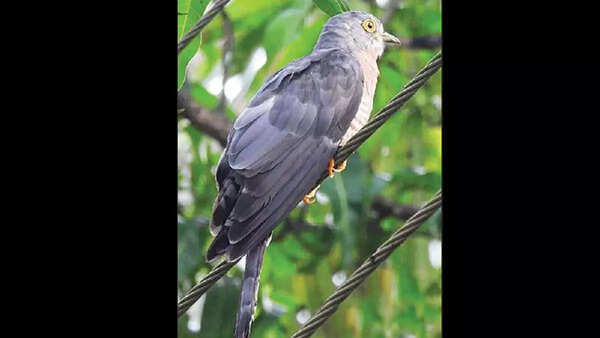 Goa: Chicalim’s list of avian life soars to new heights