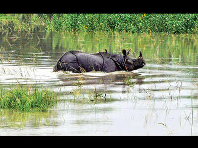 70% of Kaziranga submerged, animals shifted