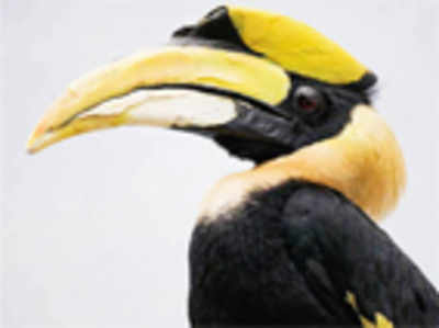 Hornbill hunting destroys our forests too