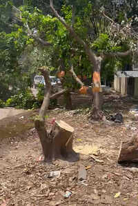 Over 10 trees felled in Palam Vihar green belt despite HC curbs