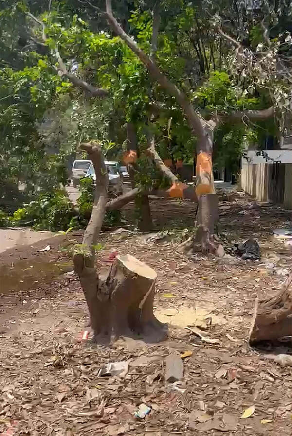 Over 10 trees felled in Palam Vihar green belt despite HC curbs