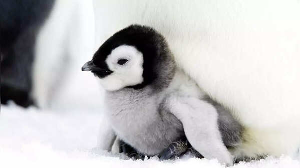 Penguins