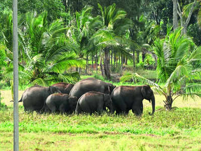 Steel rope barrier enough to keep jumbos in jungle?