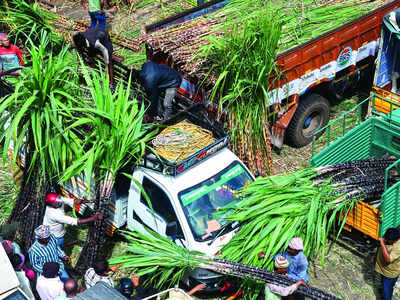 Bengaluru gears up for Makar Sankranti celebrations