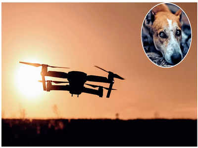 Drones to tally canines