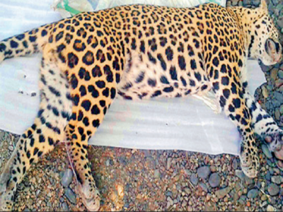 Leopard killed by elephant herd for chasing calf