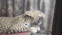 Female leopard captured in Nashik village 